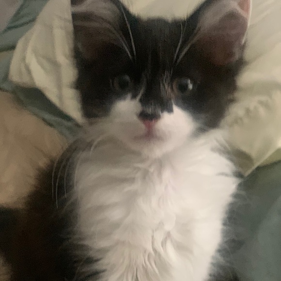 Meet your Posher, Juan and nelly - Picture 1 of 1